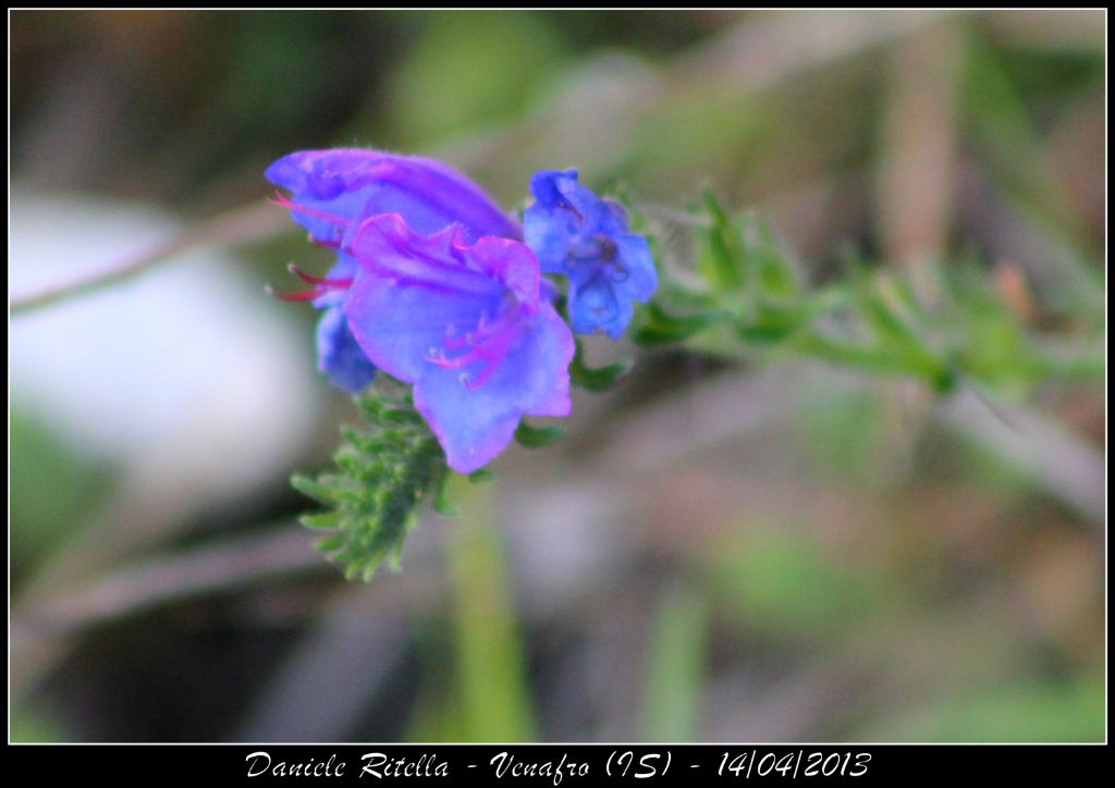 Identificazione fiore! - Echium sp